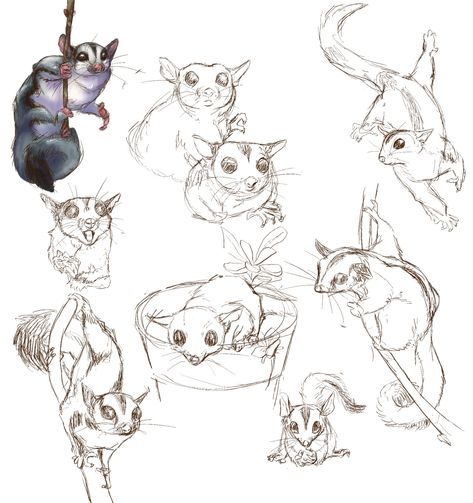 Sugar Glider Drawing, Nature Sketch, Sugar Gliders, Woodland Art, Easy Drawings Sketches, Sugar Glider, Anime Animals, Art Template, Cute Animal Drawings