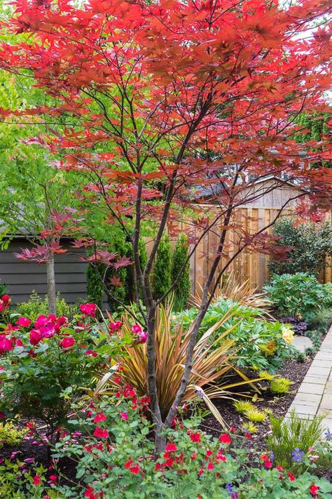 Acer palmatum 'Okagami' is a compact Japanese maple that is well-suited to a small garden, courtyard, or it it can even be grown, at least for a while, in a large container.  #Japanesemaple #smalltree #redfoliage #courtyardgarden Small Garden Courtyard, Maple Tree Landscape, Creek Landscape, Small Japanese Garden, Japanese Garden Landscape, Garden Courtyard, Maple Trees, Japanese Maple Tree, Japanese Garden Design