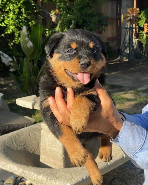 Rottweiler Puppies for Sale in New York Male Rottweiler, Cute Puppies For Sale, Rottweiler Puppies For Sale, Rottweiler Puppy, Most Beautiful Dogs, Rottweiler Puppies, Puppy For Sale, Beautiful Dogs, Rottweiler