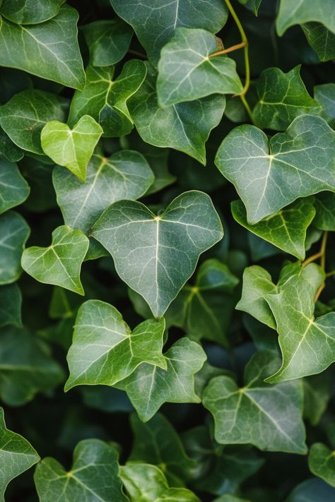 English Ivy (Hedera helix) is a classic and versatile addition to any home! 🌿🏡 With its trailing vines and lush green leaves, this plant is a delightful blend of timeless beauty and adaptability. Quick to thrive in various light conditions and bursting with air-purifying benefits, English Ivy is perfect for adding a touch of elegance to your indoor space. 🌱✨ #EnglishIvy #HederaHelix #IndoorPlants #EasyCare #AirPurifying #GreenHome #PlantLover Hedera Helix Ivy, Hedera Ivy, Ivy Tree, Plant Vegetables, Hedera Helix, Aesthetic House, Ivy Vine, List Of Flowers, English Ivy