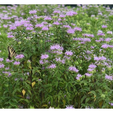 MONARDA FISTULOSA (Wild Bergamot) Seed, NJ Ecotype - Native Plants Monarda Fistulosa, Wild Bergamot, Late Summer, Native Plants, Perennials, Nativity, Seeds, Road, Plants