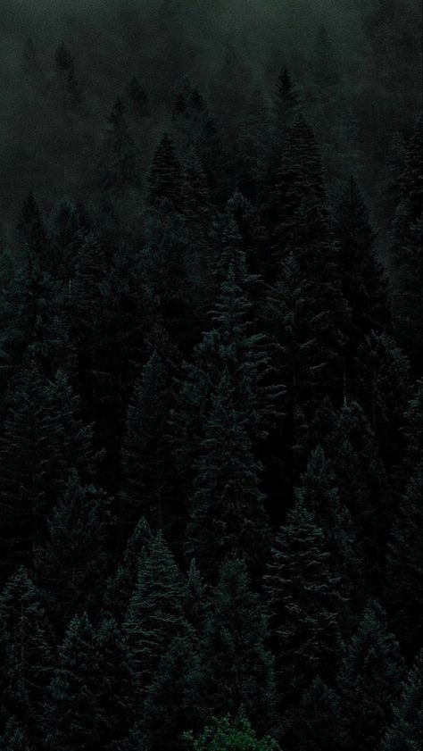 Forest Wallpaper Iphone, Green Nature Wallpaper, Dark Naturalism, Dark Forest Aesthetic, Dark Green Wallpaper, Dark Acadamia, Dark Nature, Dark Green Aesthetic, Slytherin Aesthetic