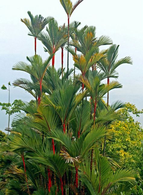 Cyrtostachys Renda, Lipstick Palm, Palm Trees Landscaping, Bush Garden, Front Garden Landscape, Home Garden Plants, Sky Garden, Sealing Wax, House Design Photos