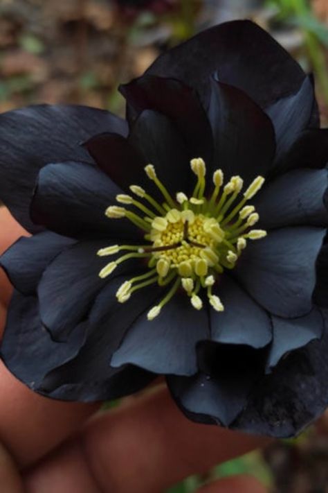 Black Hellebore, Double Black, Bottle Painting, Glass Bottle, Glass Bottles, Glass, Plants, Flowers, Black