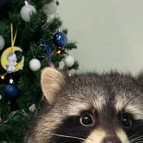 Raccoom on Instagram: "Christmas 🎄throwback ❤️🦝😂 📸 by @raccoonballu Follow @raccoom_official for more ❤️ #raccoon #raccoons #raccoonlove #raccoonlover #raccoonlovers #raccoonmeme #raccoonmemes #raccoonlife" Besties Christmas, Christmas Raccoon, Instagram Christmas, 2023 Christmas, New Years Eve, Memes, Christmas, Animals, On Instagram