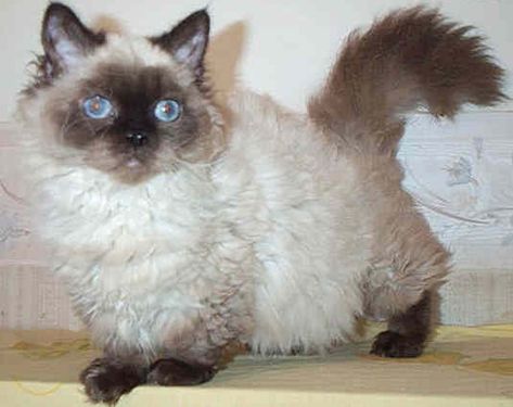 Selkirk Rex Cat, Curly Haired Cat, Selkirk Rex Kittens, Small Cat Breeds, Cat Breeds List, Purebred Cats, Funniest Cat, Selkirk Rex, Munchkin Cat