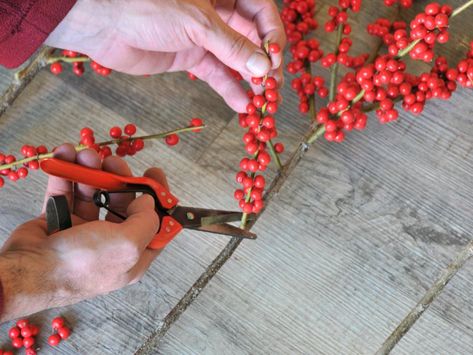 How to Decorate With Winterberries | HGTV Hgtv Garden, Garden Shears, How To Make Greens, Red Lily, White Cups, White Tulips, Holly Berries, Simple Flowers, Holiday Decorating