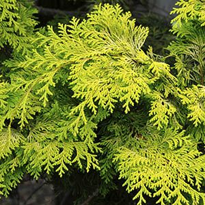 (Zones 4 - 7) Add glowing golden foliage to the garden Yellow Evergreen Shrub, Golden Hinoki Cypress, Hinoki False Cypress, Magic Carpet Spirea, Yellow Shrubs, False Cypress, Colorado Blue Spruce, Monterey Cypress, Monrovia Plants