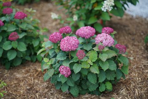 Flowering Shrubs For Shade, Rose Fertilizer, Types Of Hydrangeas, Smooth Hydrangea, Hydrangea Arborescens, Shade Shrubs, Hydrangea Care, Purple Plants, Proven Winners