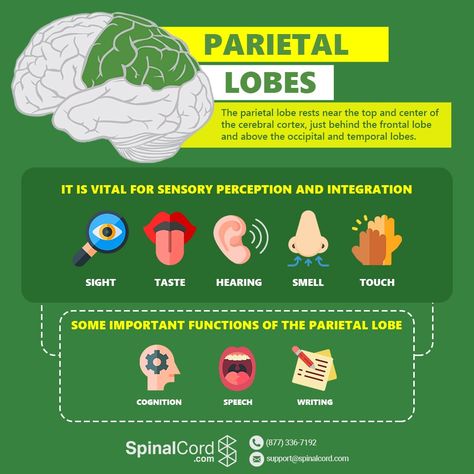 Brain Lobes And Functions, Parietal Lobe, Brain Lobes, Brain Models, Ulnar Nerve, Sensory Input, Cerebral Cortex, Occupational Therapy Activities, Frontal Lobe