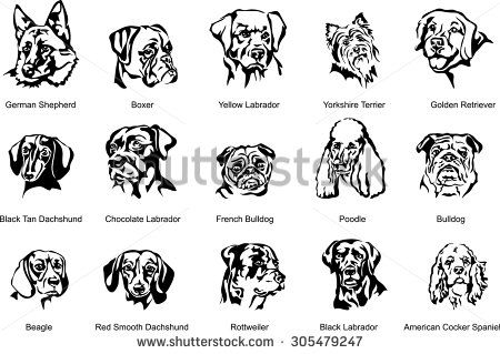 The face of a dog, breed dog, vector the image of a dog face, dog, portrait. Black silhouette of dog. Vector illustration.  - stock vector Golden Retriever Svg, Face Dog, Dog Vector, Dog Svg, Warning Sign, Animal Silhouette, Black Silhouette, Vector Png, Downloads Folder