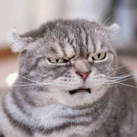 These Animals Are Masters Of Facial Expressions Humor Pictures, Cat Expressions, Exotic Shorthair, Image Chat, Söt Katt, Super Cat, Cute Kittens, Funny Humor, Super Ideas