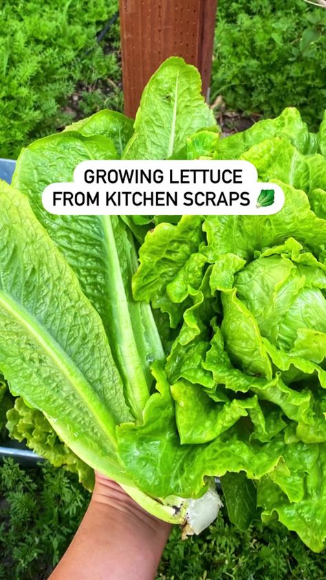 The price of lettuces are skyrocketing, so better make sure it worth it. You can grow Romaine lettuce from scraps and harvest them again in a month 🥬 #containergarden #vegetablegarden #organicgardening #urbangarden | Sandra Urbangarden | Jan Baars · Autumn in Paris Grow Romaine Lettuce, Romaine Lettuce Growing, Lettuce Growing, Growing Lettuce Indoors, Growing Lettuce, Indoor Vegetable Gardening, Starter Plants, Romaine Lettuce, Grow Your Own Food