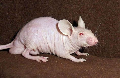 Hairless rats are produced by breeding different combinations of genes. On the other hand, hairless lab rats provide researchers with valuable data on compromised immune systems and genetic kidney diseases. Bald Rat, Hairless Animals, Hairless Rat, Peruvian Hairless Dog, Hairless Dog, Syrian Hamster, Creeped Out, Bald Heads, Baboon