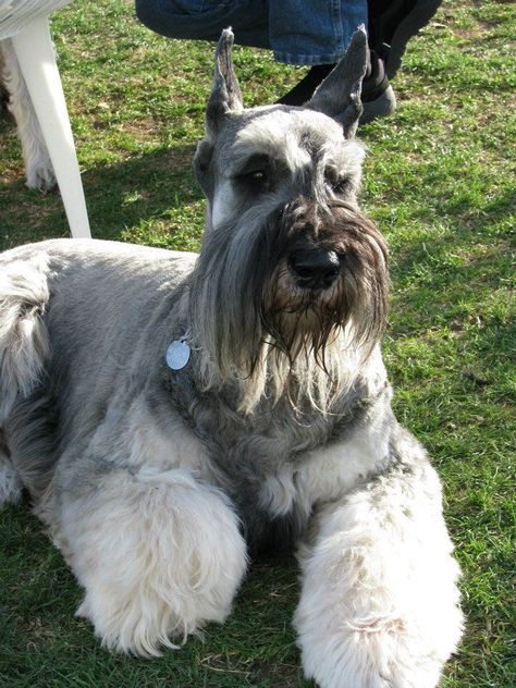 #giantschnauzer #giantdogs #dogs Giant Schnauzer Colors, Colored Salt, Handsome Dog, Standard Schnauzer, Miniature Schnauzers, Giant Schnauzer, Schnauzer Puppy, Schnauzer Dogs, Mini Schnauzer