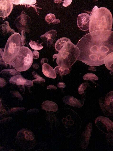 Jelly Fish, Jellyfish, In The Dark, Jelly, Fish, Water, Pink