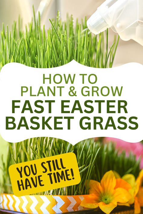 Grow Easter Basket Grass For Children’s Easter Baskets This Year! Growing real live Easter basket grass is easy, but it will take some planning. Start a few weeks before you need it for the Easter holiday. Here’s an overview of how to grow unique DIY Easter grass — a great alternative for Easter grass from the store and fun Easter basket ideas for kids! #easterbaskets #easterideas #eastergrass #springactivity #diyeaster Easter Grass Ideas, Grass Basket Weaving Diy, Easter Grass Centerpiece, Easter Basket Grass Alternative, Garden Easter Basket, Fun Easter Basket Ideas, Grass Bunny Decor, Easter Kids Food, Spring Baskets