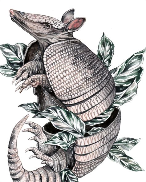 Armadillo Art, Animal Illustration Art, Art Animals, Color Pencil Art, Textured Paper, Art And Illustration, Ink Illustrations, Animal Tattoos, Animal Illustration