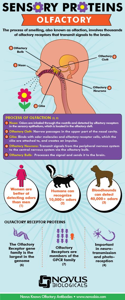 Novus Knows the Nose: Sniffing Out the Olfactory Pathway Olfactory Pathway, Olfactory System, Classic Vodka Cocktails, School Biology, Sensory System, Nasal Cavity, Nursing School Tips, Montessori Ideas, Human Body Systems