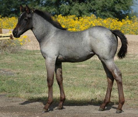 Beautiful blue roan foal. for the ones that don't know what roan is .It's a horse with grey and chesnut running through it's body, color. Blue Roan Quarter Horse, Quarter Horses, Blue Roan, American Quarter Horse, Most Beautiful Horses, Baby Horses, Majestic Horse, All The Pretty Horses, Horse Crazy