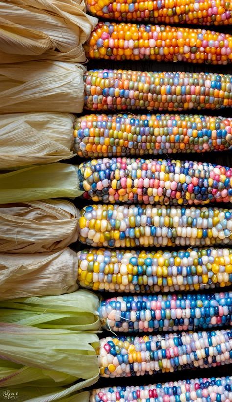 How to Grow Glass Gem Corn | How to grow rainbow corn | Indian corn | Ornamental corn | glass gem corn crafts | rainbow corn decoration | #TheNavagePatch | #Homesteading #DIY #HowTo #Indiancorn #Falldecor | TheNavagePatch.com Gem Corn, Rainbow Corn, Glass Gem Corn, Deco Fruit, Corn Seed, Indian Corn, Rainbow Glass, Corn On The Cob, Glass Gems