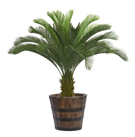 Cycas Palm Tree in Planter Laura Ashley Home Decor, Cycas Palm, Tree In Planter, Fake Palm Tree, Tree Planters, Laura Ashley Home, Ashley Home, Artificial Plants And Trees, Stone Planters