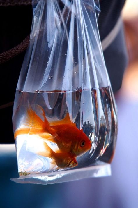 Goldfish Types, Summer In Japan, Ap Art, Color Studies, Still Life Art, Photo Reference, Cultura Pop, Japanese Garden, Sea Animals