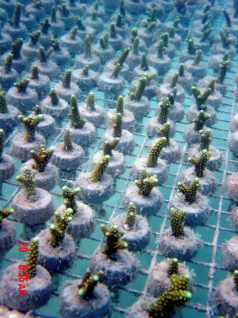 Coral Farming, Coral Restoration, Gap Year Plan, Reef Photography, Coral Reef Photography, Coral Nursery, Artificial Reef, Cnidaria, My Future Job