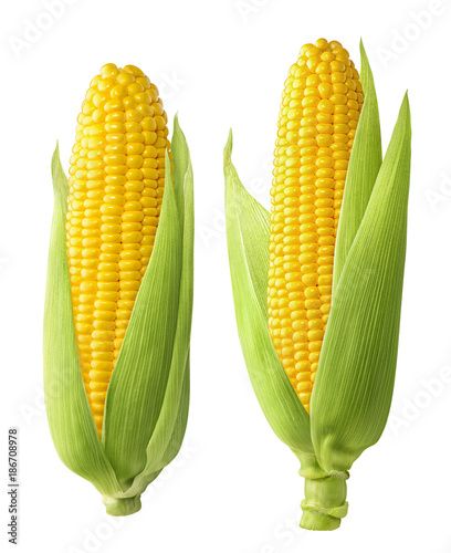 Corn Images, Corn Vegetable, Vegetable Crafts, Ear Of Corn, Ears Of Corn, Fresh Corn, Free Photos, Corn, White Background