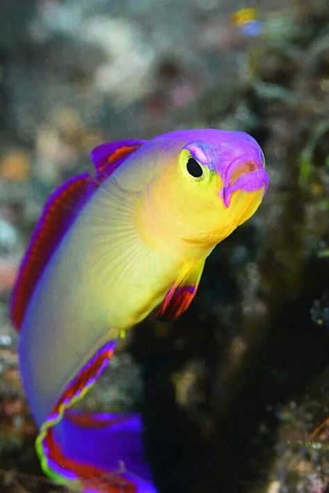 Purple fired goby Fauna Marina, Water Creatures, Life Under The Sea, Salt Water Fish, Saltwater Fish, Saltwater Tank, Purple Fire, Beautiful Sea Creatures, Marine Aquarium