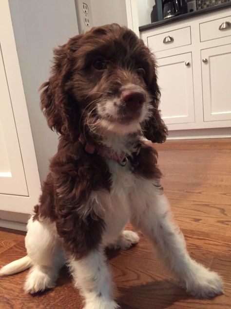 Sadie ~ Sproodle Sweetness Sproodle Dogs, Springer Doodle, Sproodle Puppies, Springer Puppies, Puppy List, Springer Spaniels, Dogs Funny, Dog Wash