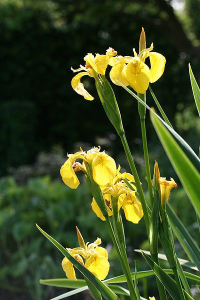 Iris pseudacorus Iris Pseudacorus, Siberian Iris, Lotus Flower Pictures, Bog Garden, Sunny Garden, Irises, Flower Pictures, Wikimedia Commons, Lotus Flower