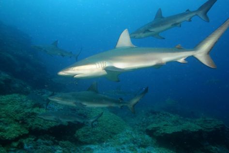 Galapagos Sharks at Maro Reef | A school of Galapagos shark … | Flickr Galapagos Shark, James Watt, Types Of Sharks, Dreamy Ocean, Shark Man, Sea Slug, Sea Star, National Monuments, Sealife