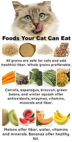 Foods Cats Can Eat, Feet Slippers, Healthy Cat Food, Kat Diy, Homemade Cat Food, Pet Diy, Cat Advice, Slippers Cute, Cat Diet