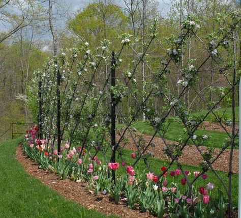 Inspiration for Fruit tree Esplanier around Potager (Belgian Fence ~ Pear or Apple) Belgian Fence, Espalier Fruit Trees, Tree Fence, Fruit Tree Garden, Growing Fruit Trees, Potager Garden, Garden Vines, Garden Shrubs, Fruit Tree