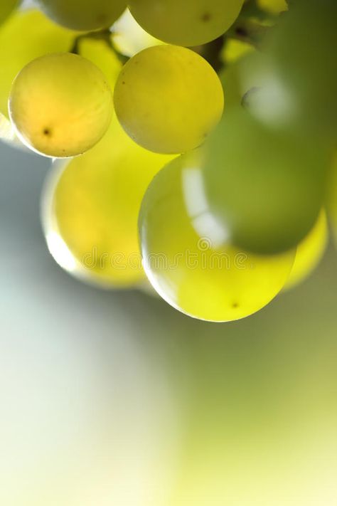 Green grapes. Beautiful green grapes macro closeup , #AFF, #Beautiful, #grapes, #Green, #closeup, #macro #ad Green Grapes Photography, Fruits Photography, Crystal Photography, Green Grape, Grape Color, Imposter Syndrome, Fruit Photography, Beautiful Fruits, Green Grapes