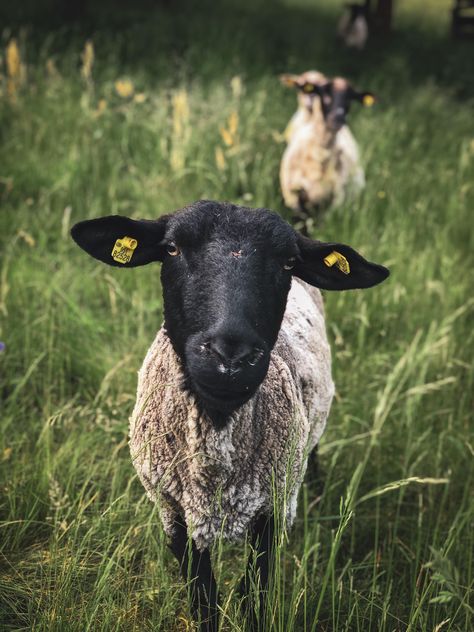 Merino Sheep Photography, Shepherdess Aesthetic, Images Of Animals, Merino Sheep, Animals Images, Painting Photos, Pictures To Paint, Quality Images, Painting Ideas