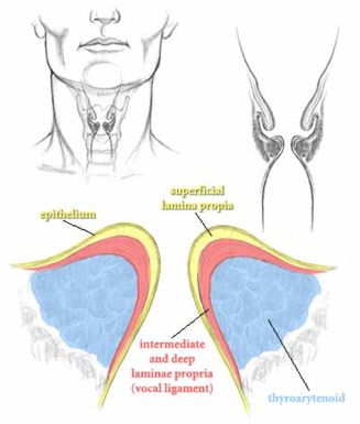 Vocal Anatomy, Slp Anatomy, Voice Disorders, Nerve Injury, Vocal Technique, Voice Therapy, Vocal Cords, Learn Singing, Slp Resources