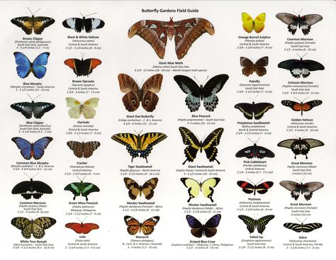 Butterfly Identification, Backyard Habitat, Butterfly Wings Pattern, Winged People, Butterfly Habitat, Atlas Moth, Types Of Butterflies, Pattern Meaning, Moth Wings