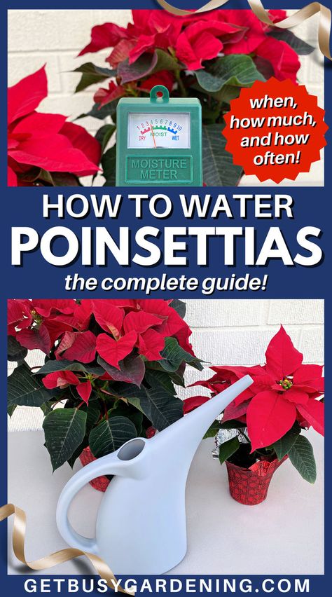 2 potted poinsettia plants with big red blooms with a watering can sitting in front Lasagna Garden, Lavender Pruning, Jew Plant, Geraniums Garden, Pruning Plants, Poinsettia Leaves, Wandering Jew Plant, Lasagna Gardening, Poinsettia Care