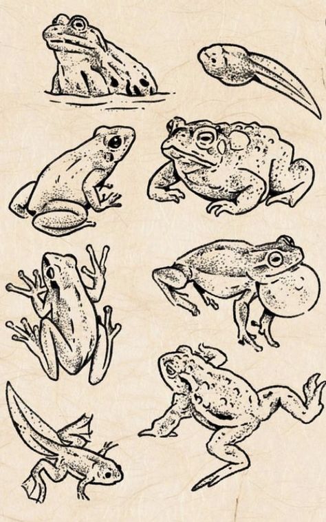 Matching Toad Tattoos, Toad Sketch Drawings, Frog Line Art Tattoo, Toad Line Art, Toad Drawing Reference, Standing Frog Drawing, Tiny Frog Drawing, Bullfrog Tattoo, Tadpole Drawing