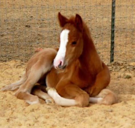 Foal Foal Aesthetic, Horse Laying Down Reference, Horse Laying Down, Mare And Foal, Foal Laying Down, Mare And Foal Photography, Baby Horses, Fluffy Animals, Baby Puppies