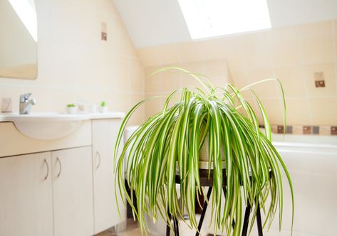 Plants In Bathroom, Spider Plant Care, Bathroom Plants Decor, Airplane Plant, Best Bathroom Plants, Majesty Palm, Spider Plant, Asparagus Fern, Tillandsia Air Plant