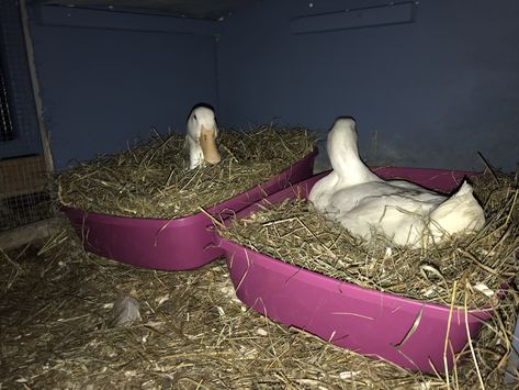 Pekin ducks using their nesting boxes to lay their eggs this morning! Cat litter boxes nicely cushioned with hay placed in a fairly secluded yet fairly open area. Pekin Ducks, Duck Pens, Cat Litter Boxes, Pekin Duck, Backyard Ducks, Duck Coop, Duck Farming, Raising Ducks, Muscovy Duck