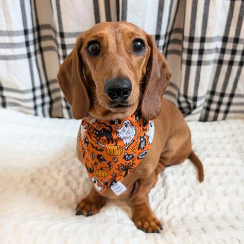 🎃👻 Spooky season looks even cuter with Bruce rocking our Ghosts and Cats Halloween Dog Bandana! 🐾🧡 Perfect for all-day wear with its comfy slide-on collar style. 🎃🎃 Who’s excited for spooky season 🦇👻🎃 Our Halloween collection is available now on our website 🥳🧡 (Brand rep) • • • #HalloweenPup #DachshundLove #SpookyStyle #GhostsAndCats #DogFashion #halloweendogcostume #PetBandana #dachshund #dacshundoftheday #sausagedog #dogbandana #bandanadog #dogbandanas #dogsinbandanas #doggybandana #ban... Halloween Bandana, Halloween Dog Bandana, Pet Halloween Costumes, Cats Pet, Dog Halloween Costumes, Dachshund Love, Halloween Animals, Pet Costumes, Halloween Accessories