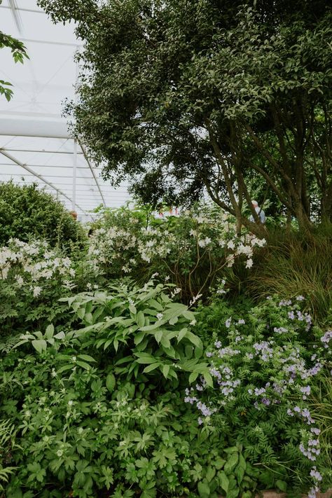 The Weston Garden by Tom Stuart-Smith Tom Stuart Smith, Landscape Design Drawings, Chelsea Flower, Plant Combinations, Chelsea Flower Show, Design Drawings, House Garden, Green Garden, Flower Show