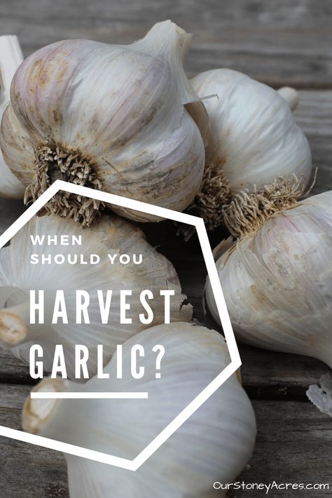 Harvesting Garlic from your backyard garden - Our Stoney Acres Garlic Gardening, When To Harvest Garlic, Garden Garlic, Harvest Garlic, Garlic Growing, Harvesting Garlic, Gardening Food, Modern Homestead, When To Plant Vegetables