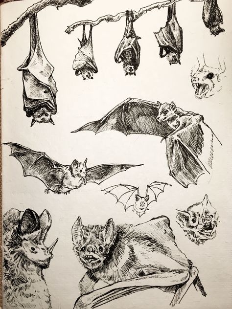 Bat Drawing Scary, Vampire Bat Sketch, Bats Upside Down, Bat Pencil Drawing, Bat Skeleton Art, Cool Bat Drawing, Hanging Bat Illustration, Bat Ink Drawing, Bat Anatomy Drawing