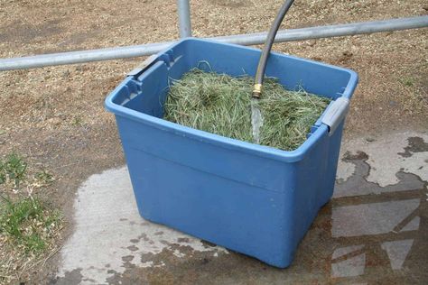 Equine nutritionist Dr. Clair Thunes offers tips on how to safely soak hay for horses. Hay For Horses, Horse Nutrition, Horse Hay, Equine Nutrition, Horse Care Tips, Horse Feed, Horse Boarding, Horse Tips, Mini Horse