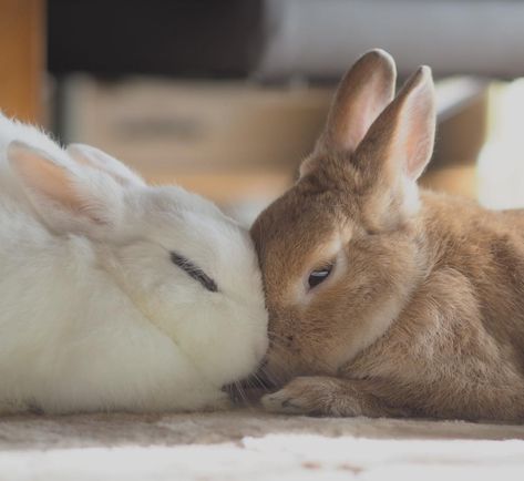 Bunnies Snuggling, Bunnies Kissing, Animal Duos, Bunnies Playing, Bunnies In Love, Bunny Pics, 2 Bunnies, Two Rabbits, Pet Bunny Rabbits